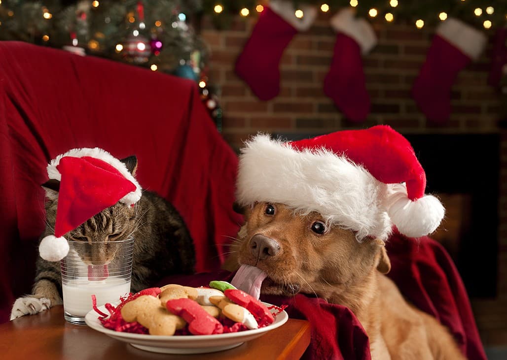 Dogs and Cats and How To Introduce Them