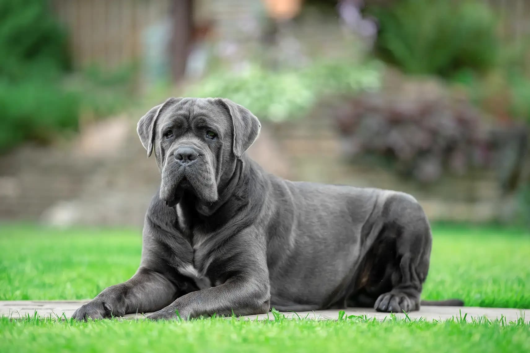 Cane Corsos: Power, Protection, and a Whole Lot of Loyalty