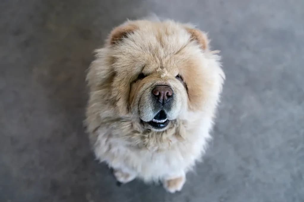 Chow Chows: Fluffy, Fierce, and Full of Mystery