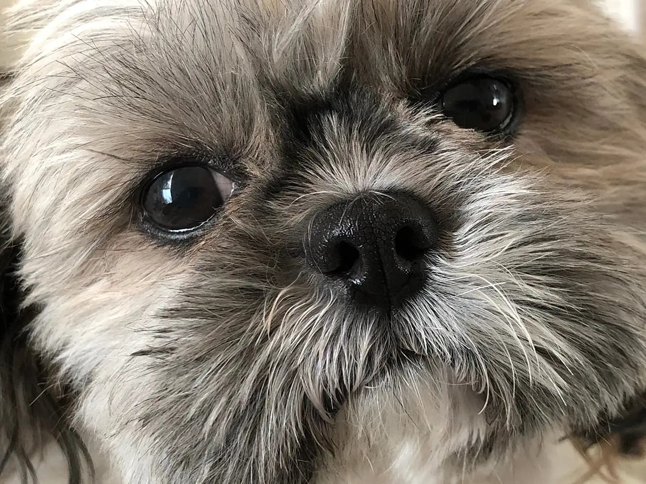 Shih Tzus: Royal Roots and Everyday Charm